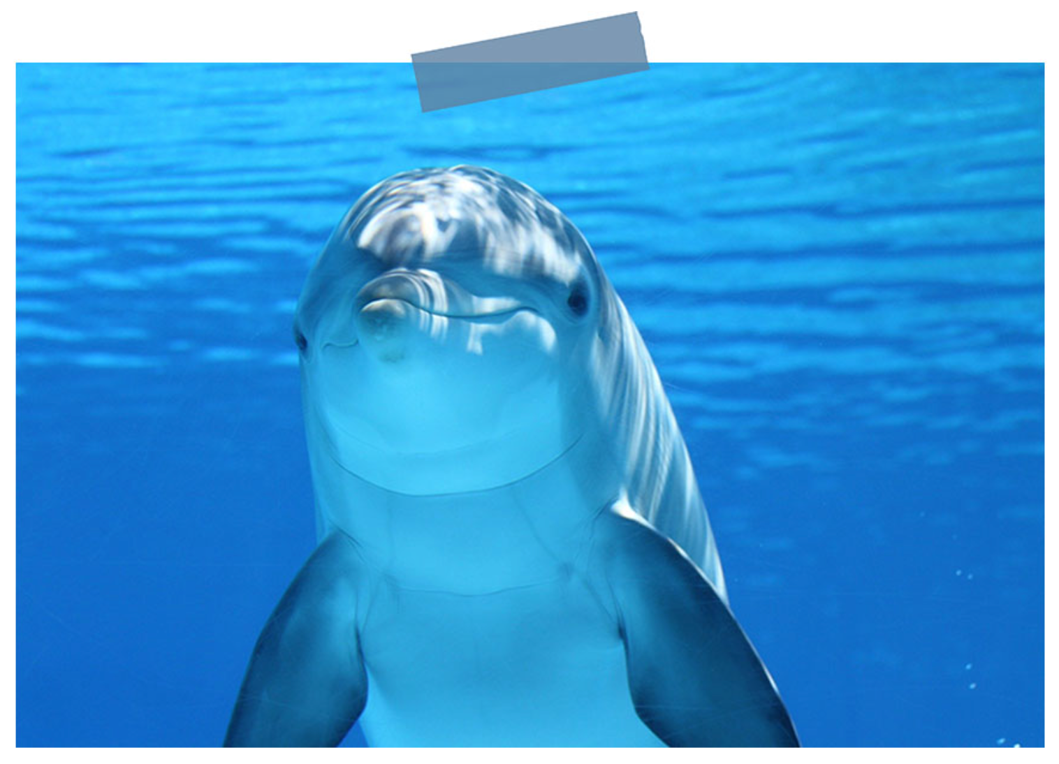 ¡Cuidemos de las ballenas y los delfines!